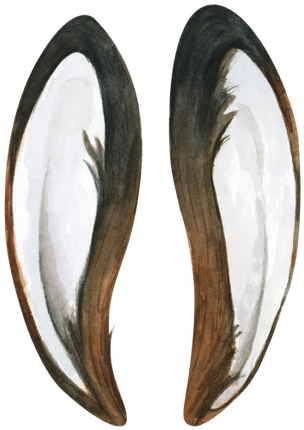 (154-05-D) Watercolor Bunny Rabbit Ears