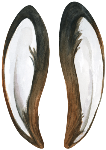 (s154-5-D) Watercolor Bunny Rabbit Ears