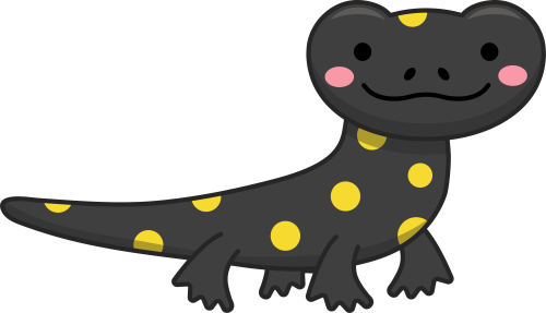 (s169-02-1O) Black Yellow Spotted Salamander