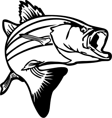 (s184-G) Striped Bass