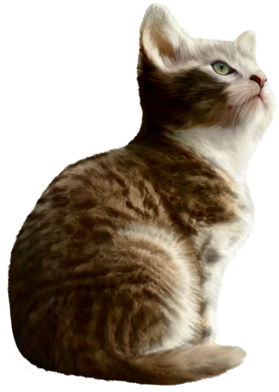 (s188-29-1A) Stitting Cat 7 Color Options