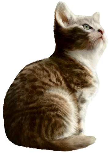 (s188-29-1A) Stitting Cat 7 Color Options