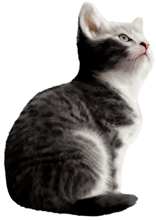 (s188-29-1A) Stitting Cat 7 Color Options