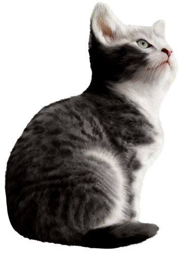 (s188-29-1A) Stitting Cat 7 Color Options