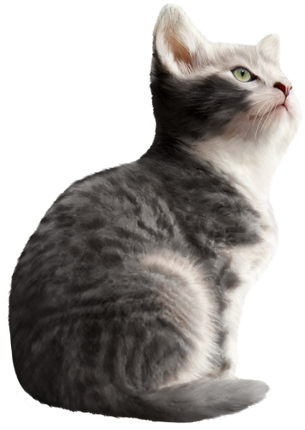 (s188-29-1A) Stitting Cat 7 Color Options