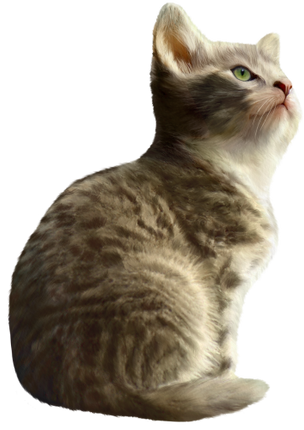 (s188-29-1A) Stitting Cat 7 Color Options