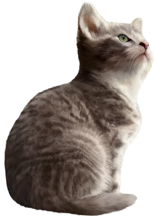 (s188-29-1A) Stitting Cat 7 Color Options