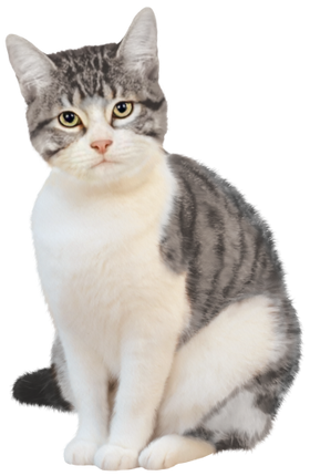 (s188-29-1H) Stitting Cat 6 Color Options