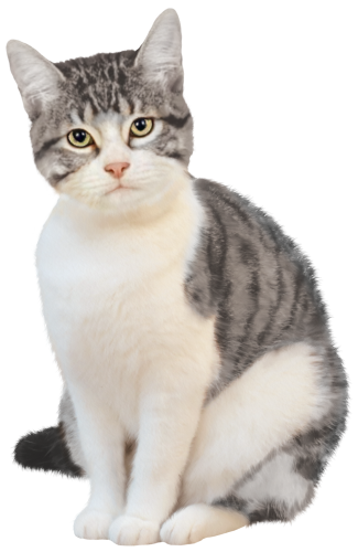 (s188-29-1H) Stitting Cat 6 Color Options