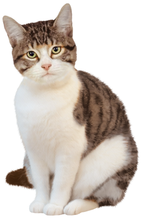 (s188-29-1H) Stitting Cat 6 Color Options