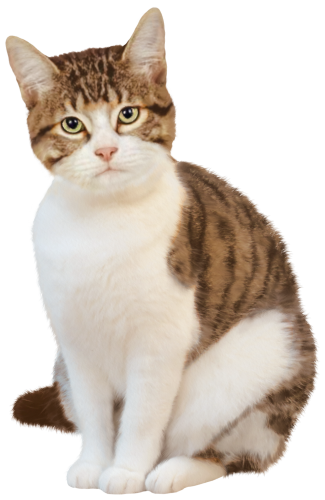 (s188-29-1H) Stitting Cat 6 Color Options