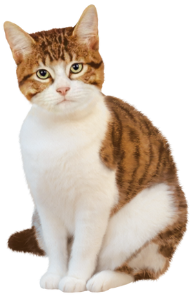 (s188-29-1H) Stitting Cat 6 Color Options