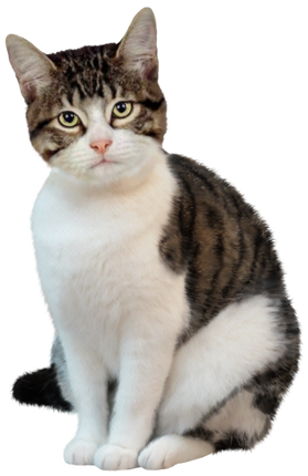 (s188-29-1H) Stitting Cat 6 Color Options