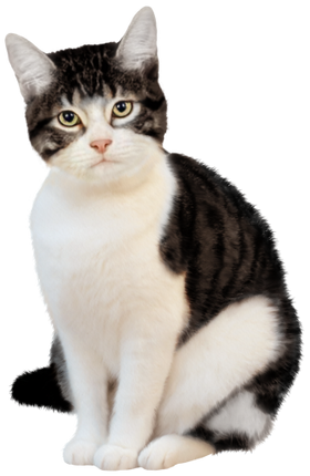 (s188-29-1H) Stitting Cat 6 Color Options