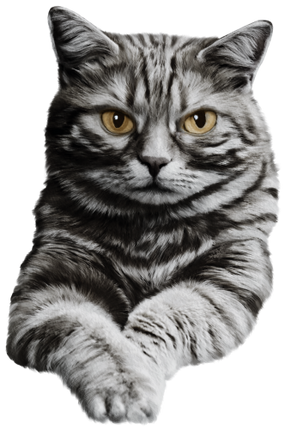 (s188-29-1N) Stitting Cat 8 Color Options