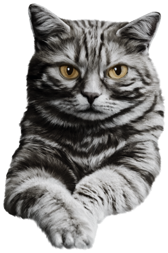 (s188-29-1N) Stitting Cat 8 Color Options