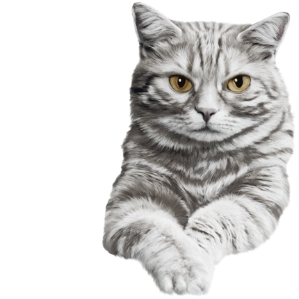 (s188-29-1N) Stitting Cat 8 Color Options