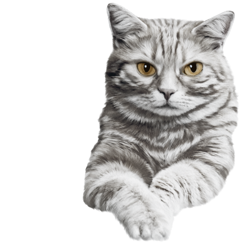 (s188-29-1N) Stitting Cat 8 Color Options