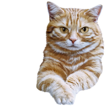 (s188-29-1N) Stitting Cat 8 Color Options