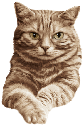 (s188-29-1N) Stitting Cat 8 Color Options