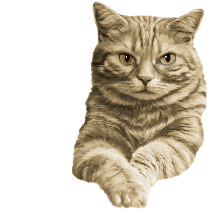 (s188-29-1N) Stitting Cat 8 Color Options