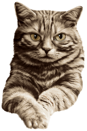 (s188-29-1N) Stitting Cat 8 Color Options