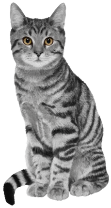 (s188-29-1V) Stitting Cat 8 Color Options