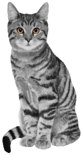 (s188-29-1V) Stitting Cat 8 Color Options