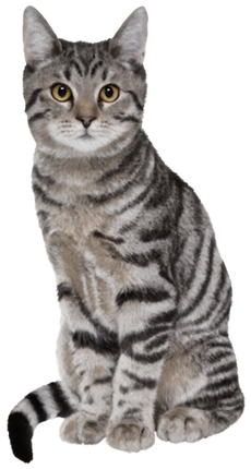 (s188-29-1V) Stitting Cat 8 Color Options