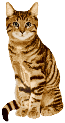 (s188-29-1V) Stitting Cat 8 Color Options