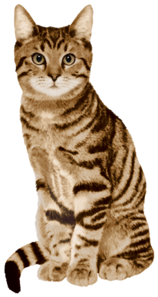 (s188-29-1V) Stitting Cat 8 Color Options