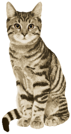 (s188-29-1V) Stitting Cat 8 Color Options