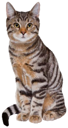 (s188-29-1V) Stitting Cat 8 Color Options