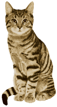 (s188-29-1V) Stitting Cat 8 Color Options