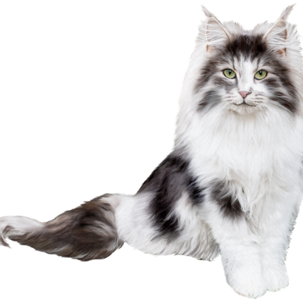 (s188-29-2D) Stitting Fluffy Cat 6 Color Options