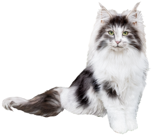 (s188-29-2D) Stitting Fluffy Cat 6 Color Options