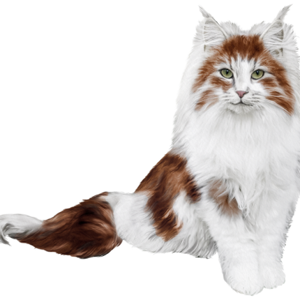 (s188-29-2D) Stitting Fluffy Cat 6 Color Options