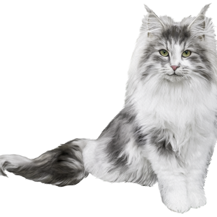 (s188-29-2D) Stitting Fluffy Cat 6 Color Options
