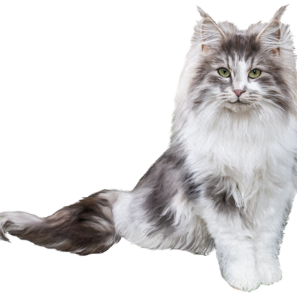(s188-29-2D) Stitting Fluffy Cat 6 Color Options