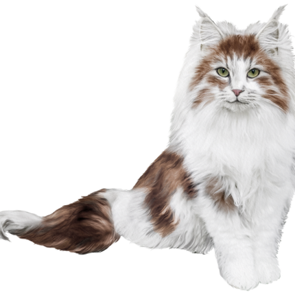 (s188-29-2D) Stitting Fluffy Cat 6 Color Options