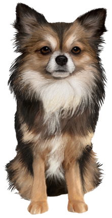 (s188-7-1A) Watercolor Chihuhua 5 Colors