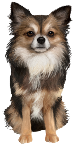 (s188-7-1A) Watercolor Chihuhua 5 Colors