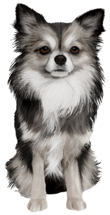 (s188-7-1A) Watercolor Chihuhua 5 Colors