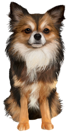 (s188-7-1A) Watercolor Chihuhua 5 Colors