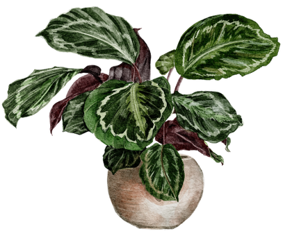 (196-01) Watercolor Houseplants Plants