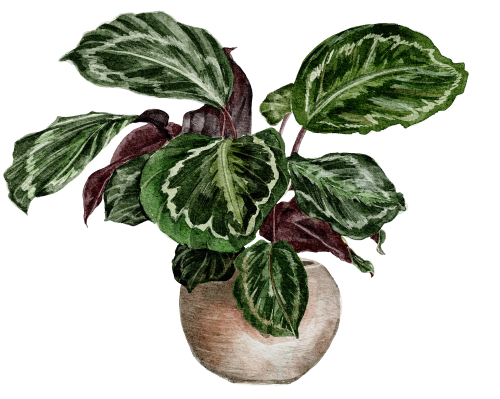 (196-01) Watercolor Houseplants Plants