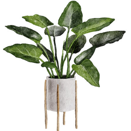 (196-01) Watercolor Houseplants Plants