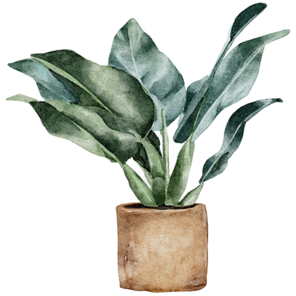 (196-01) Watercolor Houseplants Plants