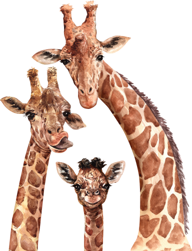 (s197-1-C) Giraffe Family