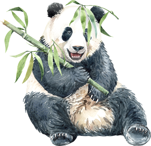 (s197-2-B) Panda Bamboo